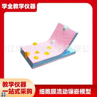 细胞膜流动镶嵌模型显微镜下细胞的结构放大模型教.学展示模型