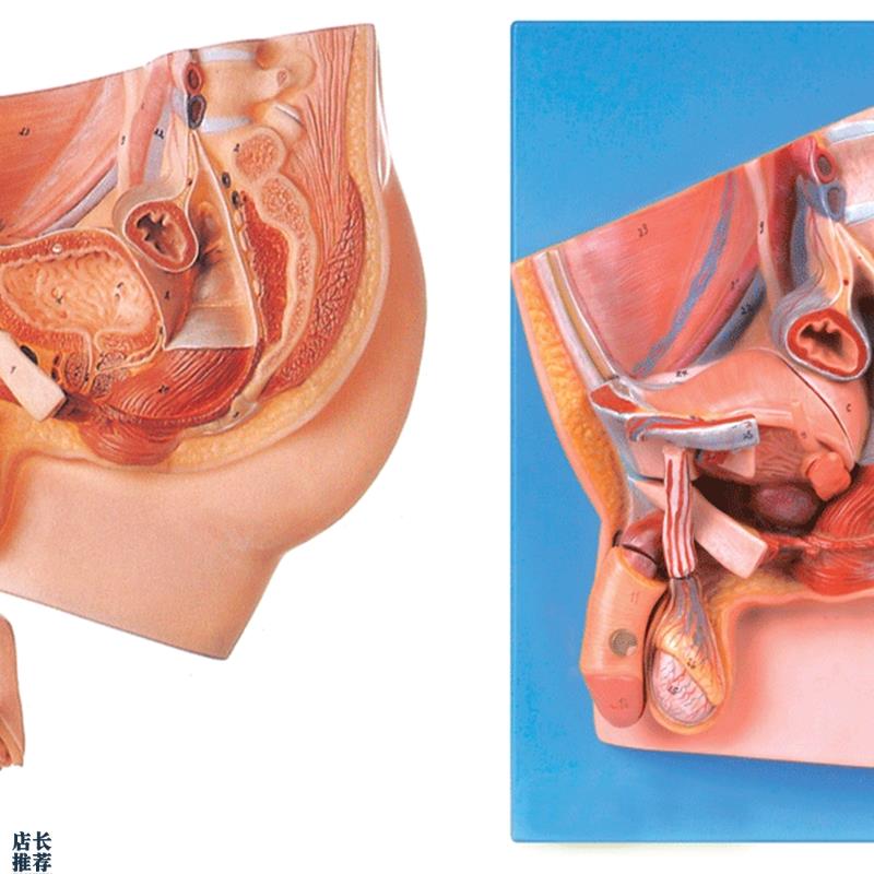 男性盆腔正中矢状切面模型/解剖模Q型A15101