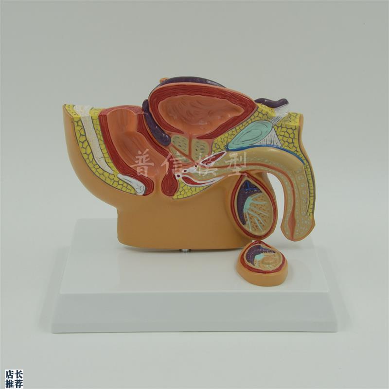 普信男性盆腔模型盆腔睾丸w前列腺模型泌尿系统生殖系统医用