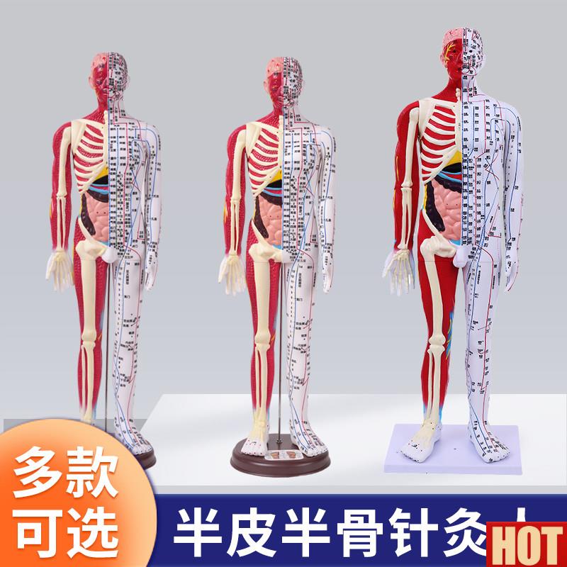 0CM人体针灸人模型半肌肉骨骼内脏解u剖中医经络穴位高清刻字工艺