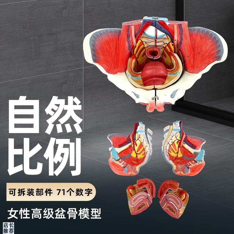 女性骨盆模型盆底肌带生殖器血管神经肌肉子宫人体解Y剖教学医学