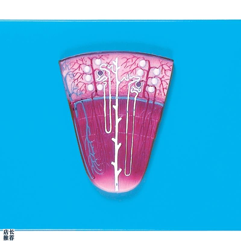 肾与肾单位肾小球放大模型/解剖模R型A14007