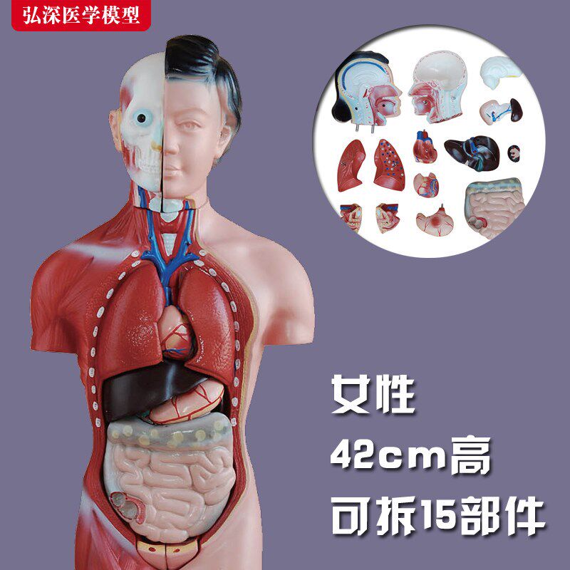躯干模型人体内脏胸腹q部器官解剖男性女性心肝脾肺肾结构教学玩