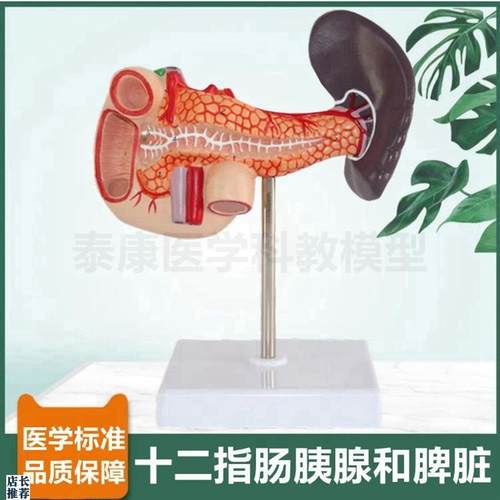十二指肠模型胰腺脾脏消化t器官人体肝脏胆管血管分布病理肝脏临