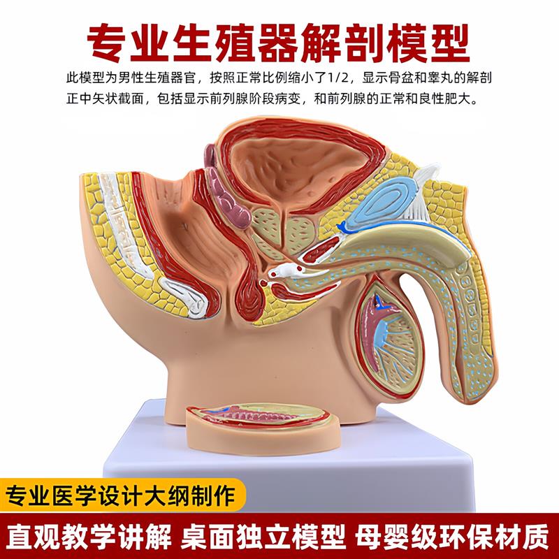 性生殖解R剖模型教学 女性盆腔结构仿真模型 医学解剖用前列腺器