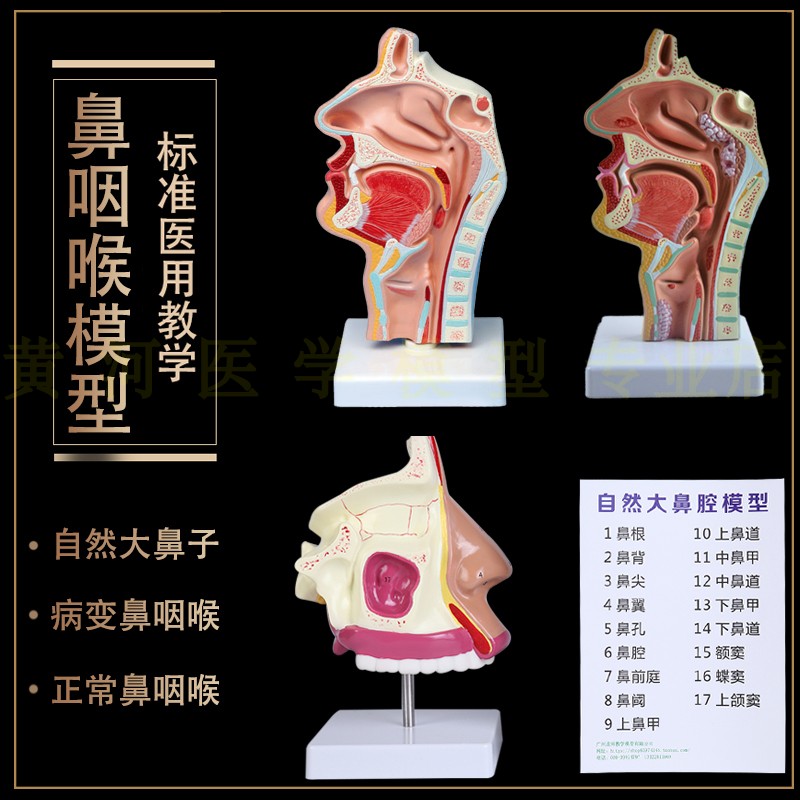 人体鼻腔口腔 咽 m喉解剖模型 正中失状断 喉咽腔 耳鼻喉科模型