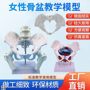 产后康复可活动骨盆n模型骶骨髋骨女性可弯曲人体骨骼解剖盆底肌