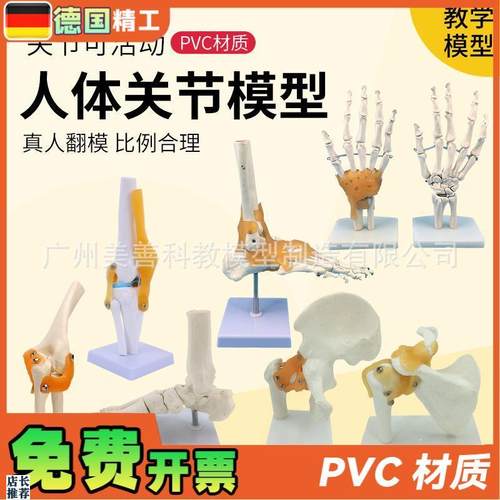 人体膝关节功能模型肩关节肘关节手关节脚K关节髋关节可动骨骼模