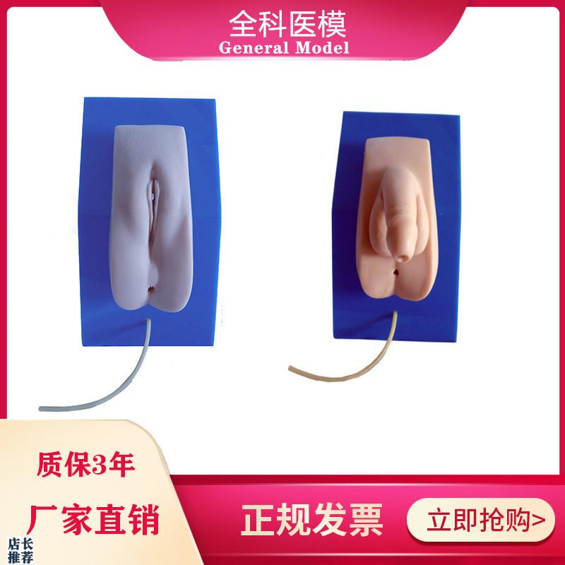 着装式男女性导尿模型男女内外生G殖器导尿医学教学训练模具
