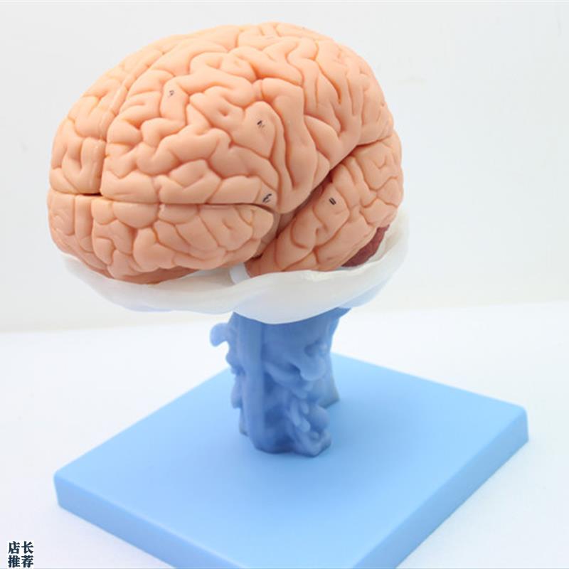 ENOVO医学人体大脑p解剖模型脑干脑室间脑小脑模型神经科系统模型