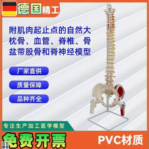 附肌肉起止点的自然大枕w骨血管脊椎骨盆带股骨和脊神经模型