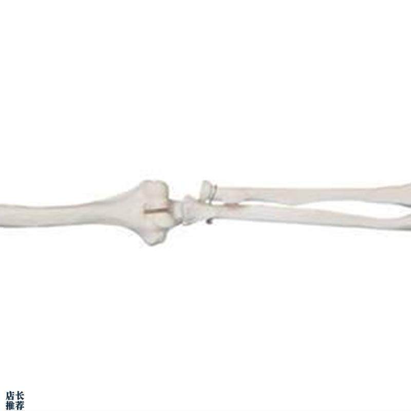 自然大上肢模型人体骨骼K解剖医学四肢标本