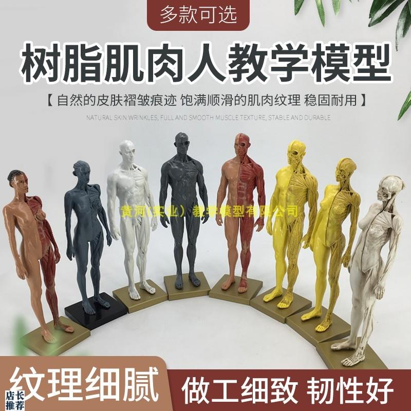 30cmc设计医学头骨胸像绘画CG参考艺用人体肌肉骨骼解剖模型美术