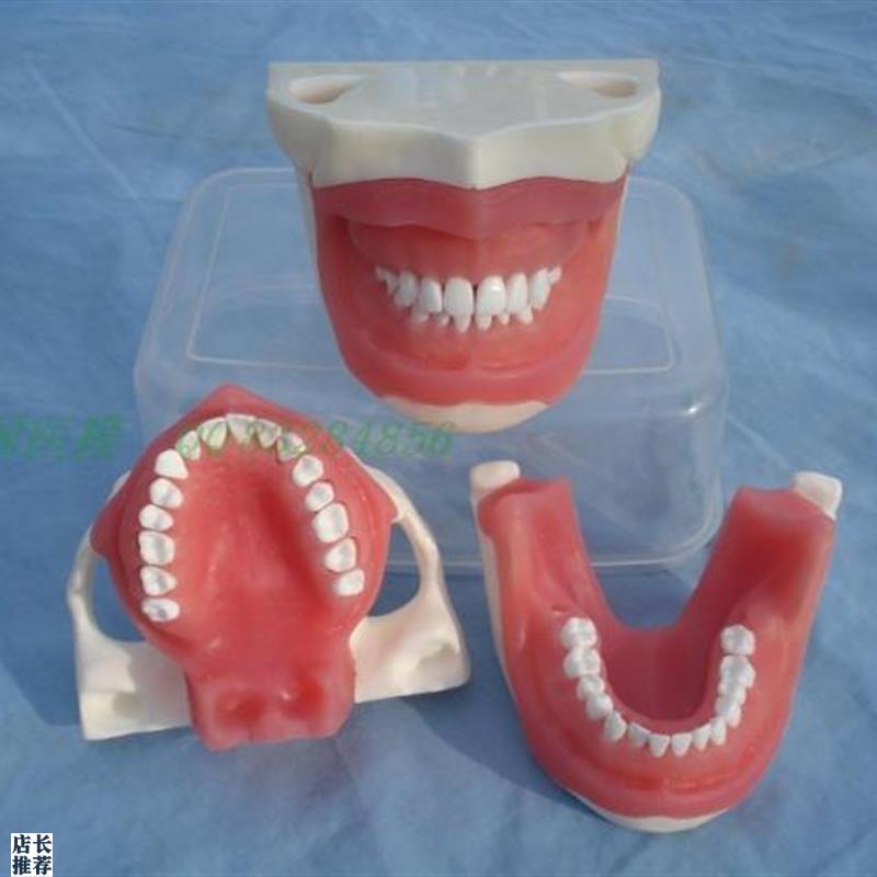 ENOVO颐诺口腔执业考s核拔牙麻醉拔牙模型口腔外科教学实习模型口