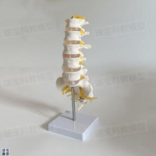 腰椎骨模型骶椎坐骨马尾r神经医用麻醉解剖教学正骨中医康复椎间