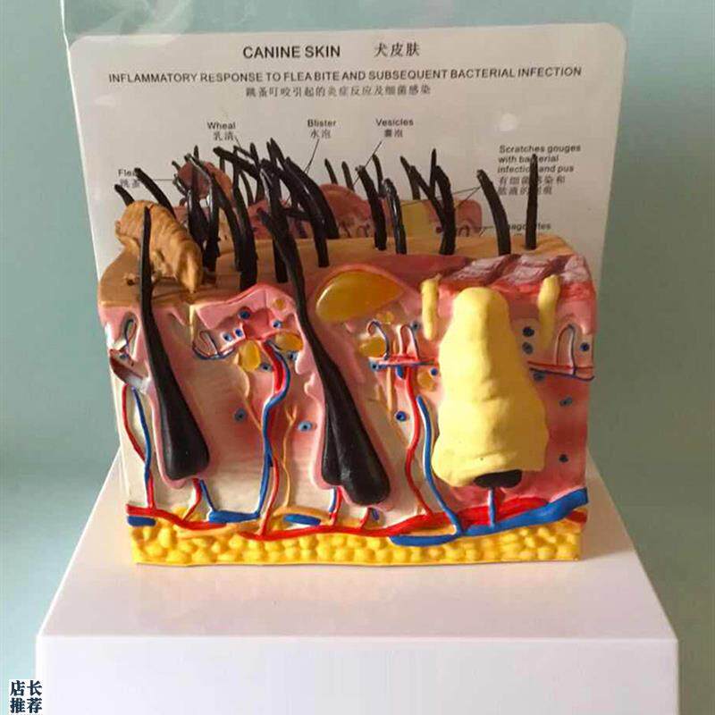 病态狗皮肤解剖模型动s物皮肤教学教仪犬科教学宠物模型畜牧