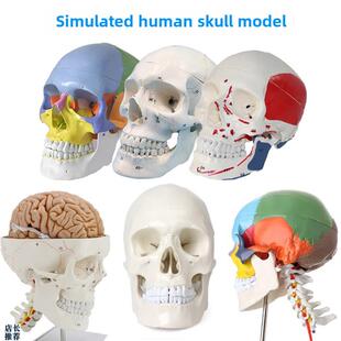 成人1:1颅骨解剖标本医用人造颅骨模型可X拆卸彩色颅骨