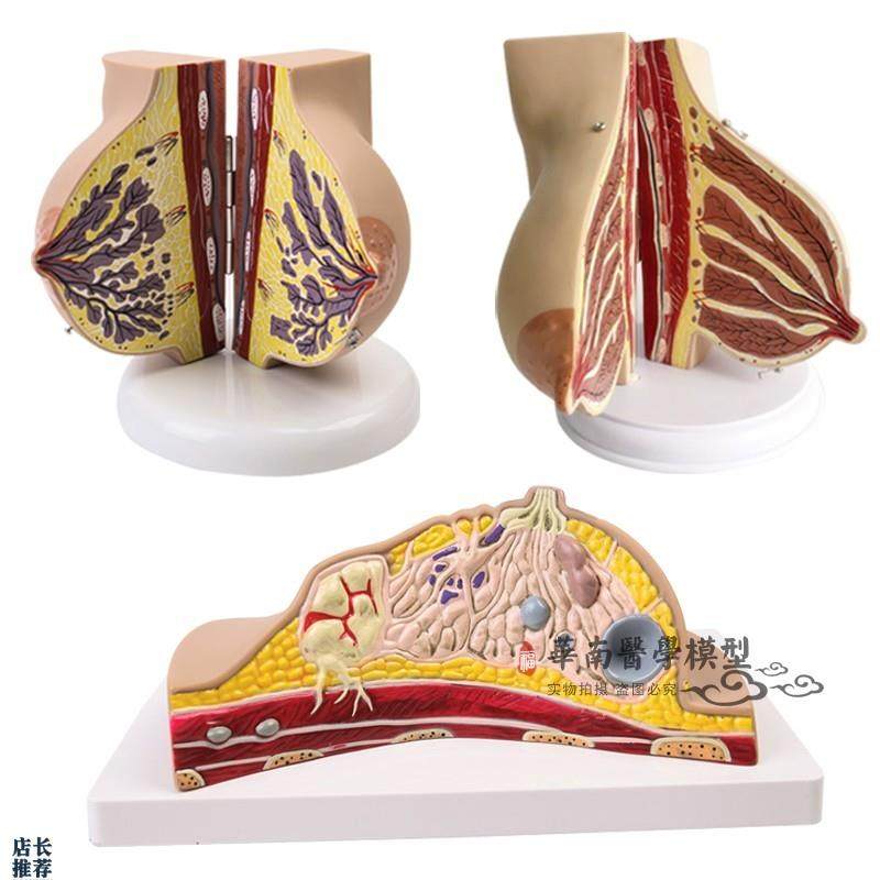 人体1:1乳房模型乳腺解剖女性生殖科普教Q育教学健康厂家直销