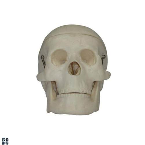 小型头骨模型头颅骨模型人体头骨骼结构造骨架教学展示.骷髅头医