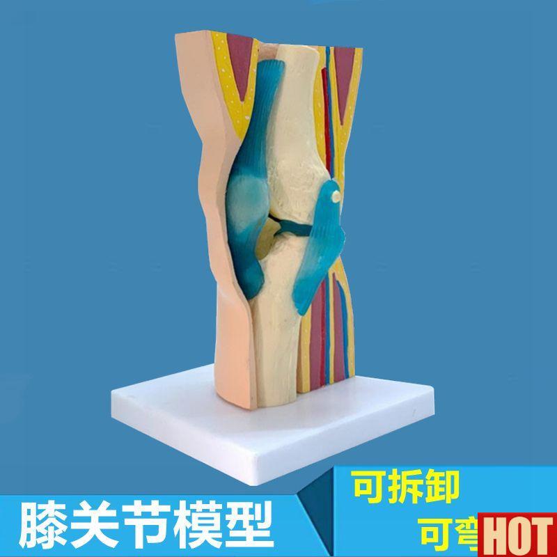 膝关节模型可拆卸半月板韧带A髌骨膝盖解剖皮肤肌肉层次医用教学