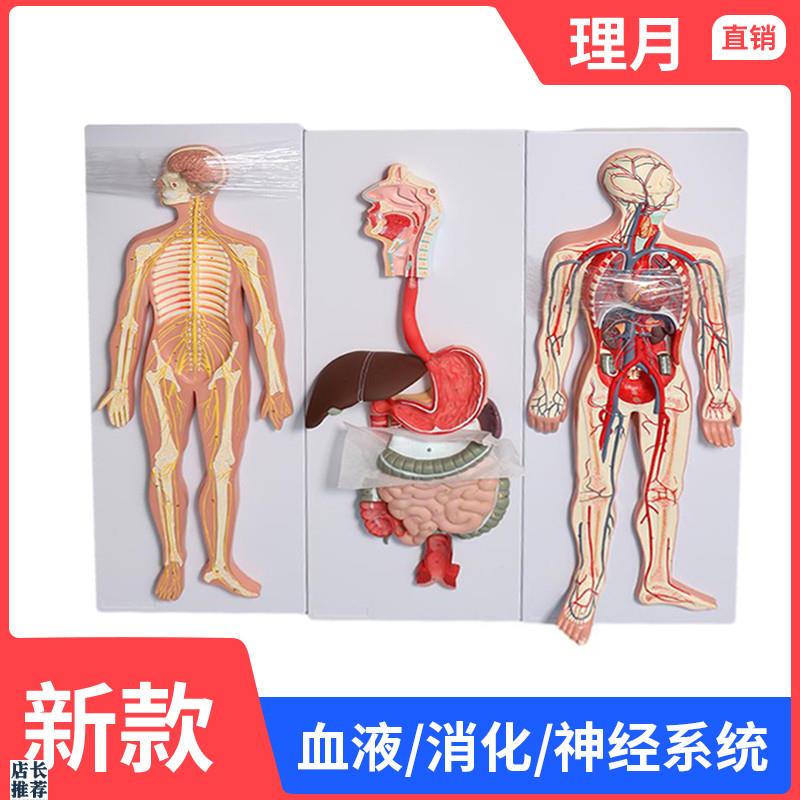 心脏器官血管解剖模n型人体血液循环系统模型内脏教具神经消化系