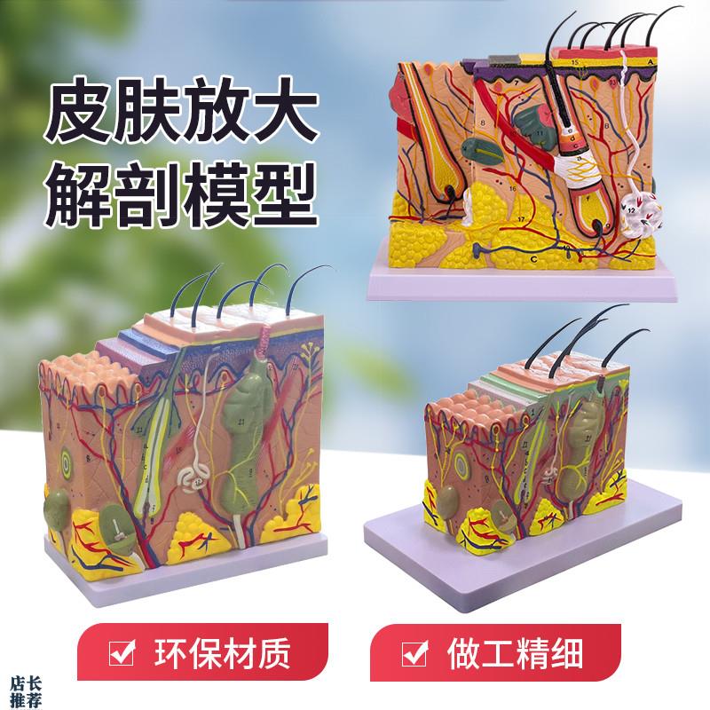 皮肤模型人体毛囊汗腺结构放大7A0倍毛发生长立体层次美容教学模