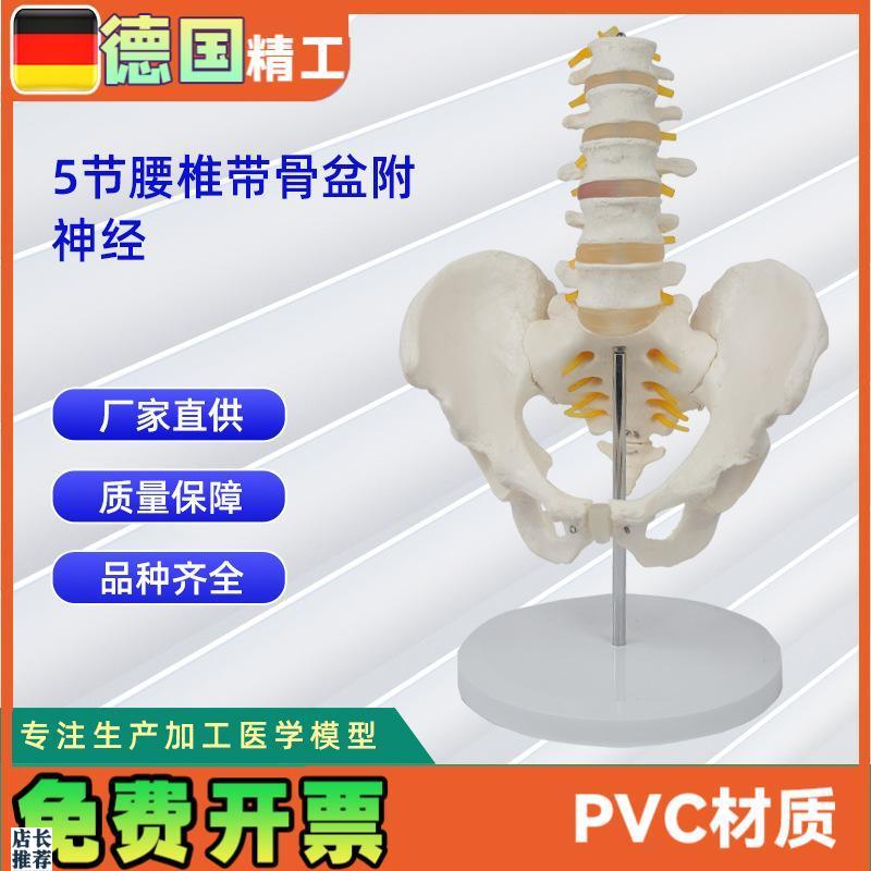 5节腰椎带骨盆l附神经仿真人体腰椎教学展示模型