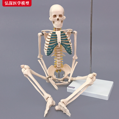 骨骼模型85CM人体全身骨架带神经椎间盘结构展示T医学教学模型骷