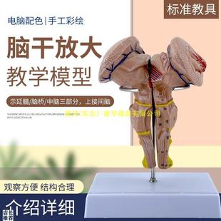 脑干放大模型脑干模型脑干解剖模型大脑模型脑动模W型脉大脑模型