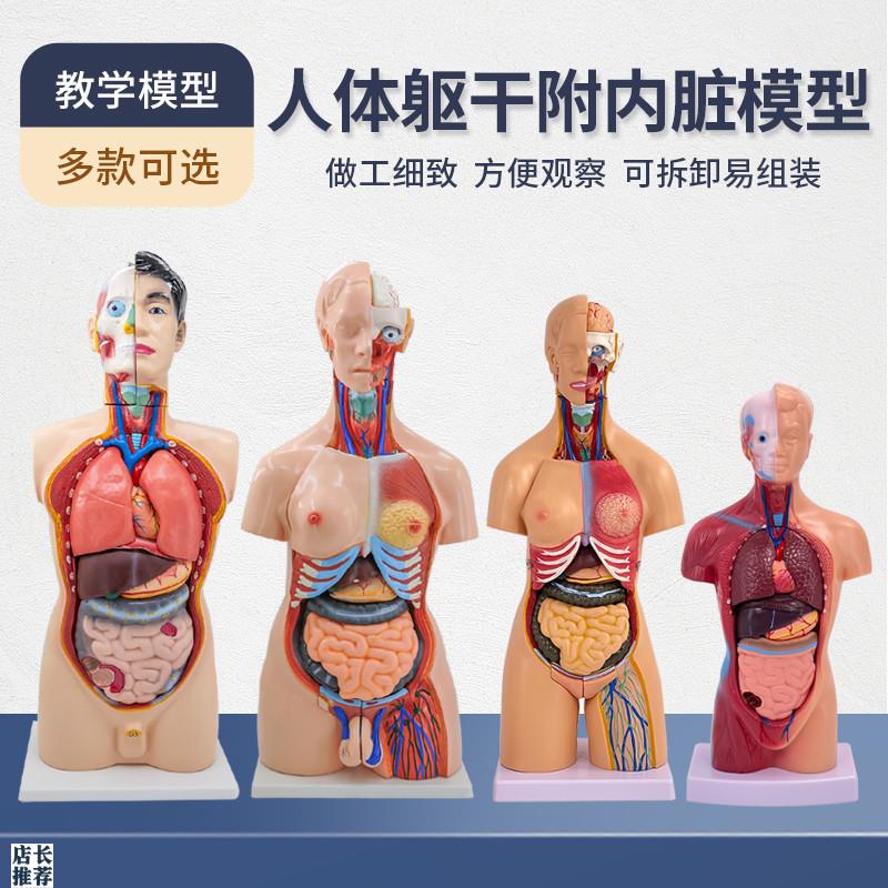 人体解剖模型g器官可拆卸医学教学心脏内脏模型玩具躯干系统结构