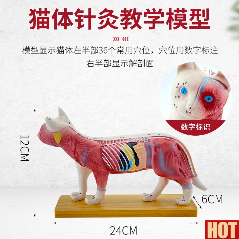 品 猫体针灸模型 兽医学习动物解剖模O型 宠物模型动物针灸模型