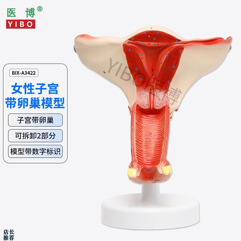 医博BIX-A3422正常子宫模型女性子宫模型医用教具女性内外生殖器
