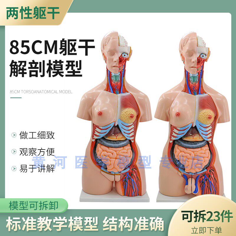 85CM两性躯干模型23件 人体解剖可拆内脏解剖躯干模型X 生殖可互