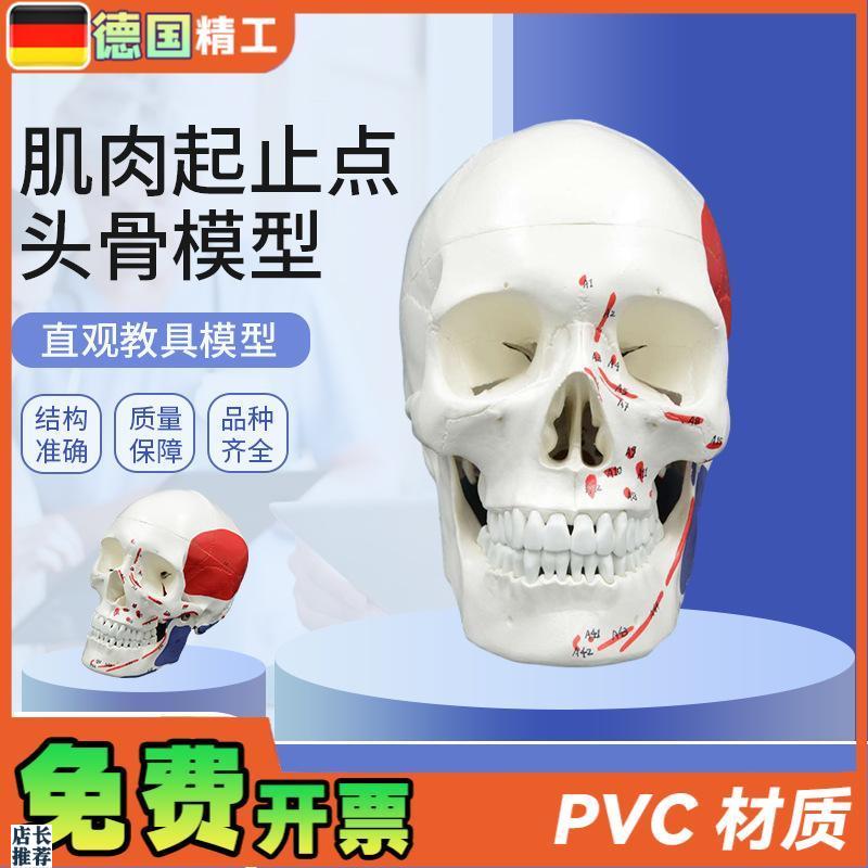 德国】可拆肌肉头骨模型1比v1头颅骨解剖口腔教学人体医学教学模