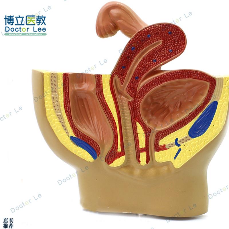 女性桌面盆腔模型女性q生殖系统解剖模型输卵管膀胱阴道直肠模型