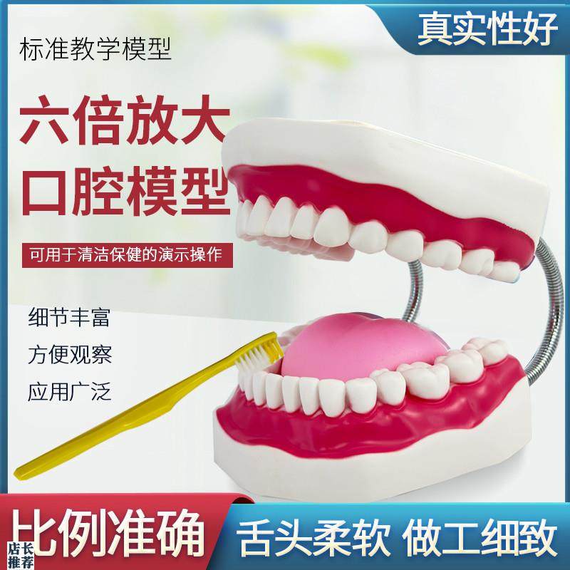 六倍口腔模型牙保健大号口腔医学护理刷牙指导R教学仪器牙列模型