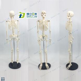 可活动骨架标肌肉解剖脊椎骷髅小针刀正骨针灸8R5cm人体骨骼模型