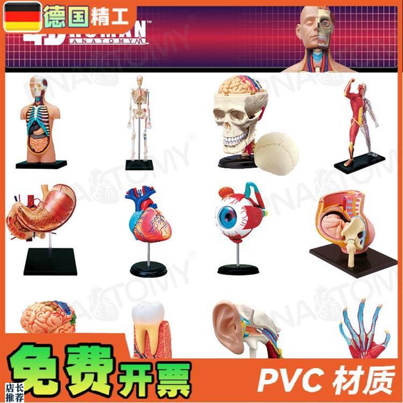 德国】4DMASTER人体解v剖模型大脑心脏眼球耳朵盆腔骨骼膝关节肌