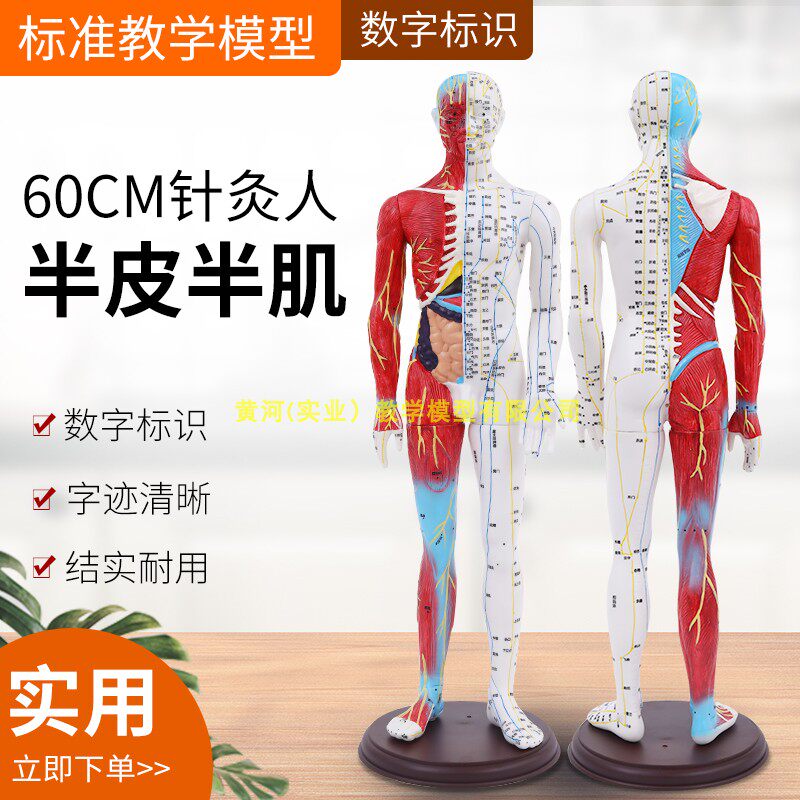 60CM半皮半肌肉解剖针灸人刻字超高清晰人体穴位模型针Y灸按摩教
