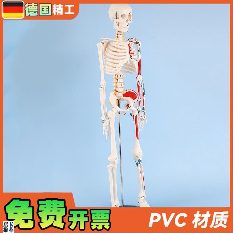 德国】8a5cm半边肌肉起止点骨骼人体骨骼模型成人小骷髅教学模型