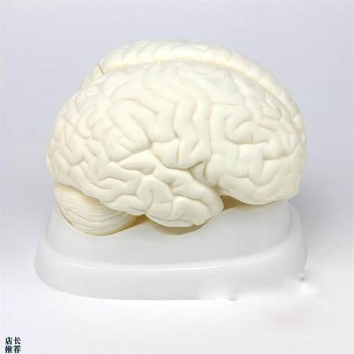 厂家正品脑解剖模型医学人体大脑脑干间小脑模型V神经科系统模型