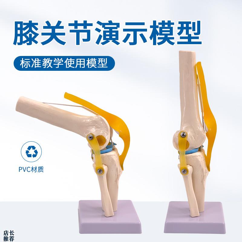 教学仿真人体膝关节n模型附韧带骨骼医学功能展示肩颈脊椎骨架骨