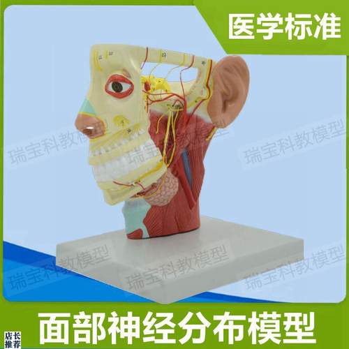 面部神经分布模型动静q脉血管深浅层肌肉颅脑外科医用解剖医美整