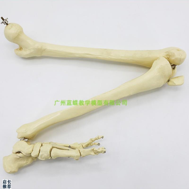 仿真人体下肢骨骨骼模型脚关节膝关节尺骨桡骨大X腿骨手臂骨头