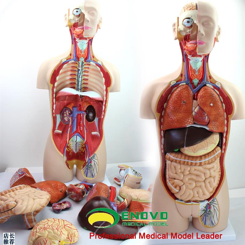 ENOVO颐诺医学85CM人体器官系统解剖模型躯干R内脏解剖医学教学体