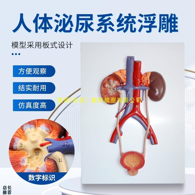 人体泌尿系统模型肾输尿管膀胱及尿道模型泌尿系Z统浮雕模型