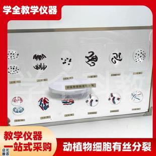 3228动植物细胞有丝q分裂及减数分裂模型磁吸式细胞分裂模型生物