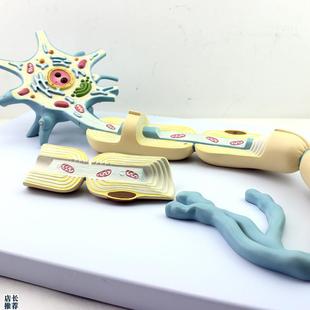 康泰医学模型神经元放大细胞器轴突E树突可拆卸胞体神经细胞突触