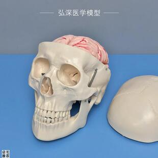 人体头颅骨d模型附带大脑动脉血管骷髅头骨骼解剖结构可拆8块教学