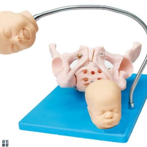 高级分娩机制示教模型带有胎儿头的骨盆分.娩示教模型